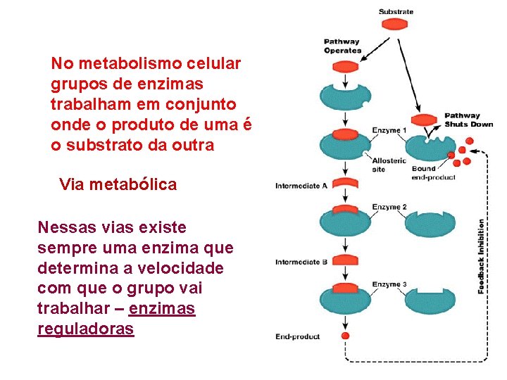 No metabolismo celular grupos de enzimas trabalham em conjunto onde o produto de uma No metabolismo celular grupos de enzimas trabalham em conjunto onde o produto de uma