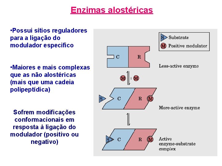 Enzimas alostéricas • Possui sítios reguladores para a ligação do modulador especifico • Maiores Enzimas alostéricas • Possui sítios reguladores para a ligação do modulador especifico • Maiores