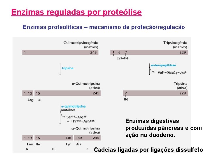 Enzimas reguladas por proteólise Enzimas proteolíticas – mecanismo de proteção/regulação Enzimas digestivas produzidas pâncreas Enzimas reguladas por proteólise Enzimas proteolíticas – mecanismo de proteção/regulação Enzimas digestivas produzidas pâncreas