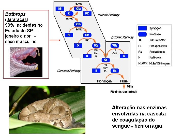 Bothrops (Jararacas) 90% acidentes no Estado de SP – janeiro a abril – sexo Bothrops (Jararacas) 90% acidentes no Estado de SP – janeiro a abril – sexo