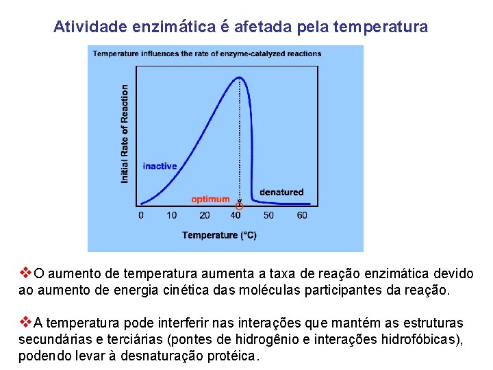 Atividade enzimática é afetada pela temperatura v. O aumento de temperatura aumenta a taxa Atividade enzimática é afetada pela temperatura v. O aumento de temperatura aumenta a taxa