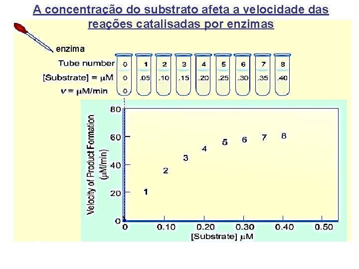 A concentração do substrato afeta a velocidade das reações catalisadas por enzimas enzima A concentração do substrato afeta a velocidade das reações catalisadas por enzimas enzima