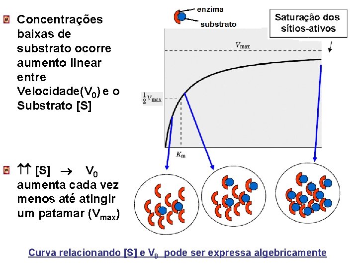 Concentrações baixas de substrato ocorre aumento linear entre Velocidade(V 0) e o Substrato [S]