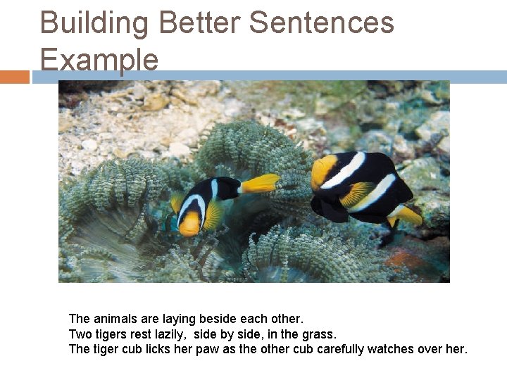 Building Better Sentences Example The animals are laying beside each other. Two tigers rest