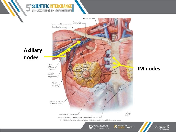 Axillary nodes IM nodes 