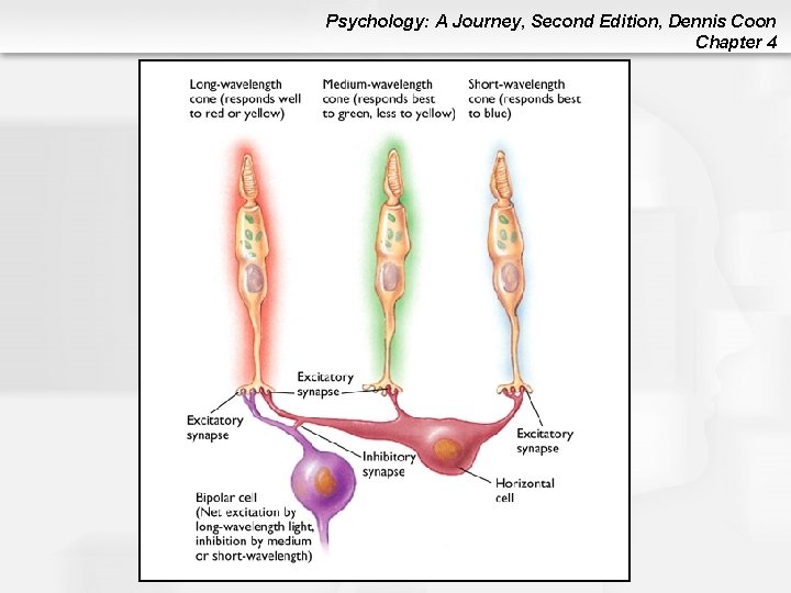 Psychology: A Journey, Second Edition, Dennis Coon Chapter 4 Psychology: A Journey, Second Edition, Dennis Coon Chapter 4