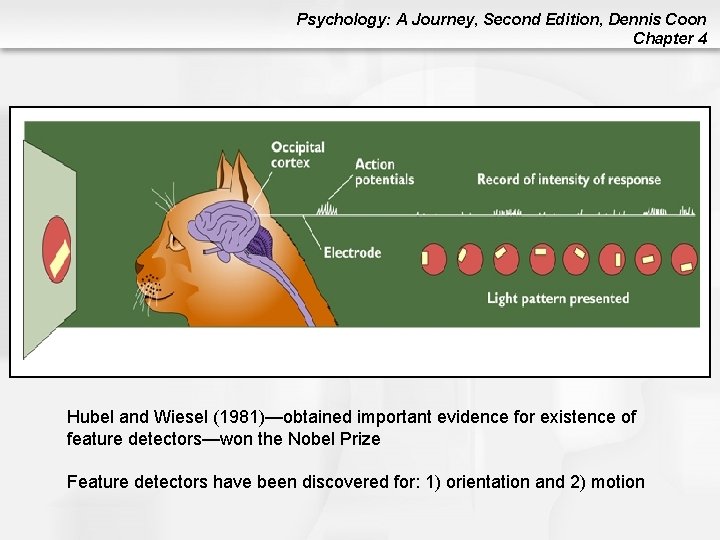 Psychology: A Journey, Second Edition, Dennis Coon Chapter 4 Hubel and Wiesel (1981)—obtained important Psychology: A Journey, Second Edition, Dennis Coon Chapter 4 Hubel and Wiesel (1981)—obtained important