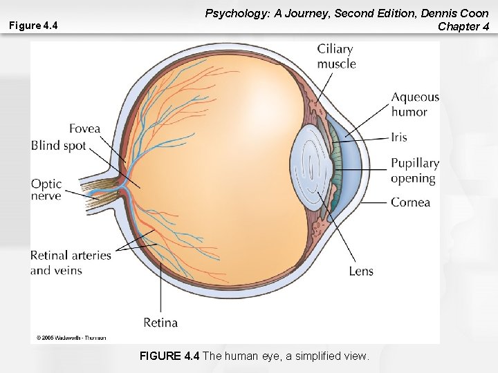 Figure 4. 4 Psychology: A Journey, Second Edition, Dennis Coon Chapter 4 FIGURE 4. Figure 4. 4 Psychology: A Journey, Second Edition, Dennis Coon Chapter 4 FIGURE 4.