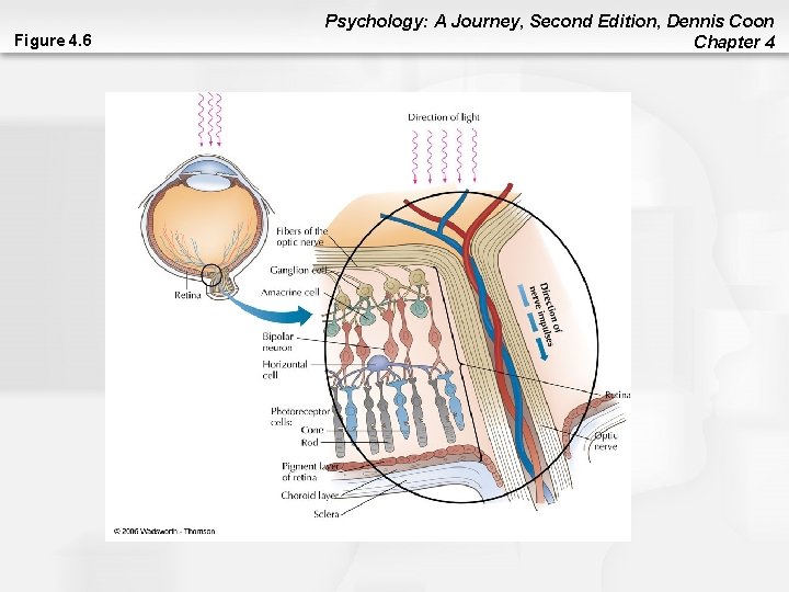 Figure 4. 6 Psychology: A Journey, Second Edition, Dennis Coon Chapter 4 Figure 4. 6 Psychology: A Journey, Second Edition, Dennis Coon Chapter 4