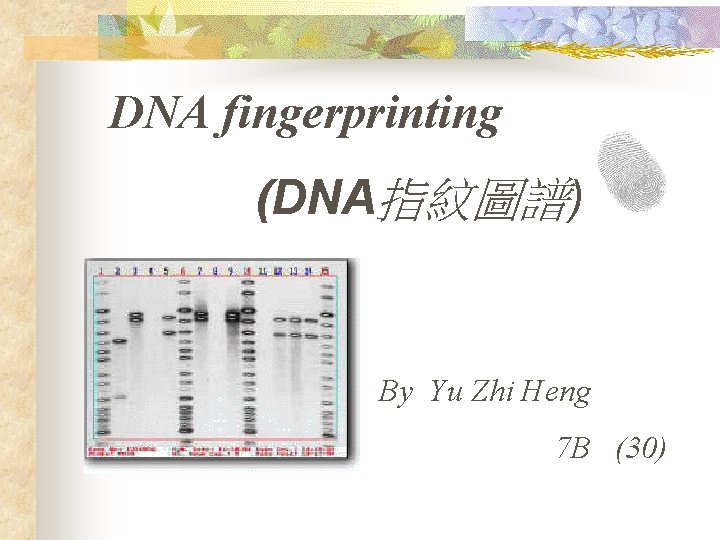 DNA fingerprinting (DNA指紋圖譜) By Yu Zhi Heng 7 B (30) 