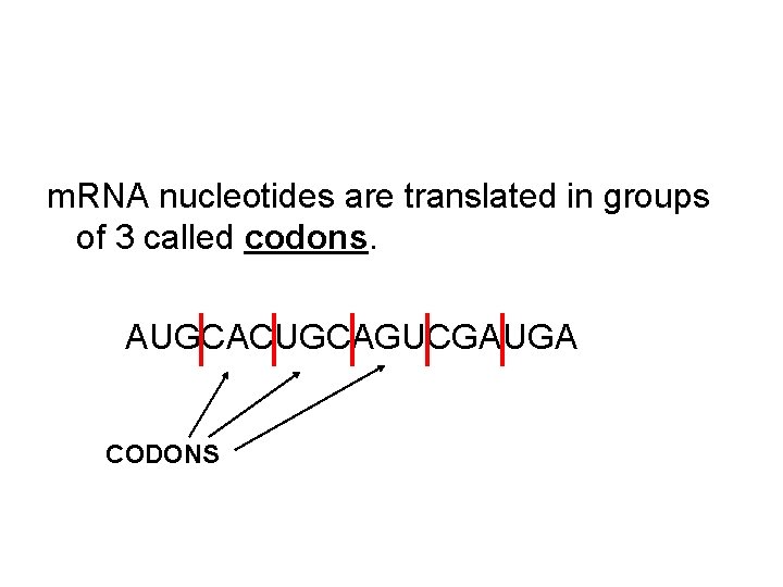 m. RNA nucleotides are translated in groups of 3 called codons. AUGCACUGCAGUCGAUGA CODONS 