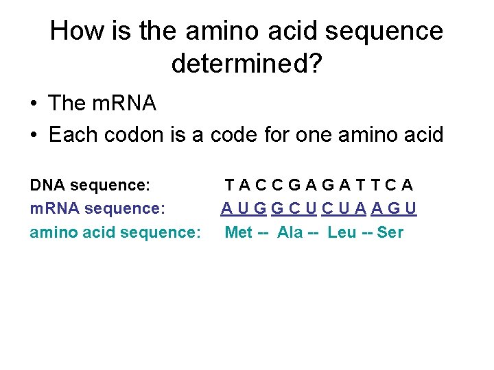 How is the amino acid sequence determined? • The m. RNA • Each codon