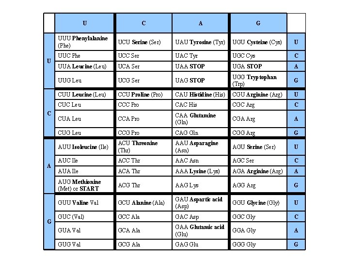 U U C A G UUU Phenylalanine (Phe) UCU Serine (Ser) UAU Tyrosine (Tyr)