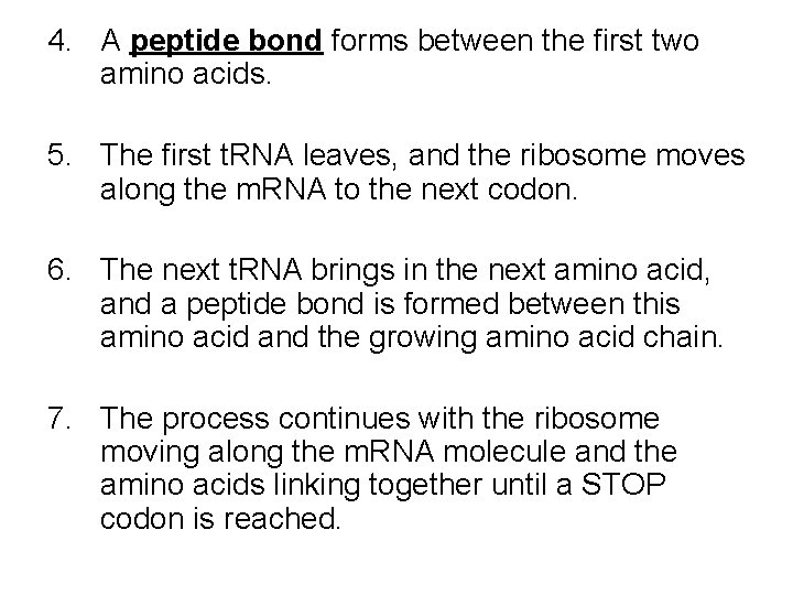 4. A peptide bond forms between the first two amino acids. 5. The first