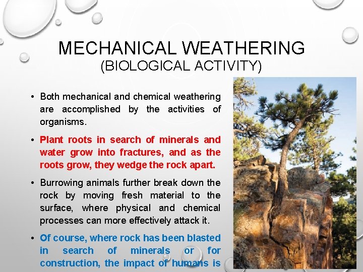 MECHANICAL WEATHERING (BIOLOGICAL ACTIVITY) • Both mechanical and chemical weathering are accomplished by the