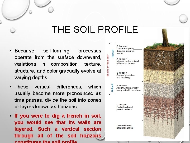 THE SOIL PROFILE • Because soil-forming processes operate from the surface downward, variations in