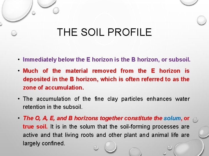 THE SOIL PROFILE • Immediately below the E horizon is the B horizon, or