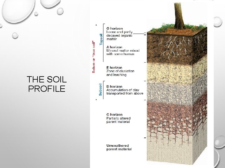 THE SOIL PROFILE 