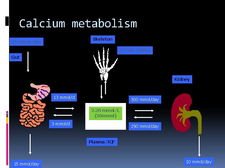 Calcium metabolism Skeleton 25 mmol/day 25 Mol (99%) Gut Kidney 13 mmol/d 300 mmol/day