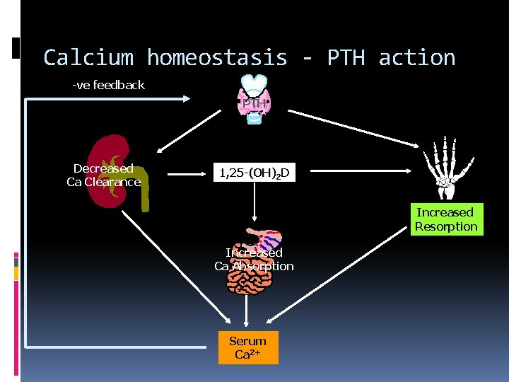 Calcium homeostasis - PTH action -ve feedback PTH Decreased Ca Clearance 1, 25 -(OH)2