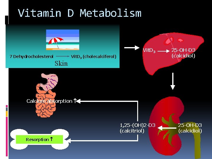 Vitamin D Metabolism Vit. D 3 7 Dehydrocholesterol Skin Vit. D 3 (cholecalciferol) 25