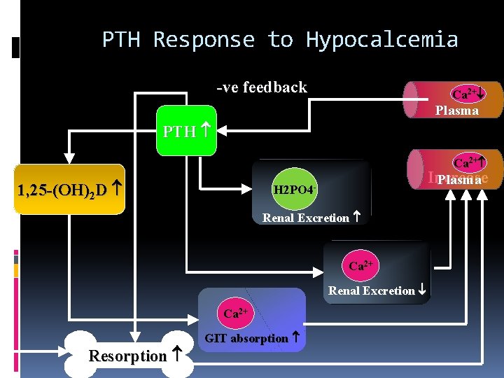 PTH Response to Hypocalcemia -ve feedback Ca 2+ Plasma PTH Ca 2+ 1, 25
