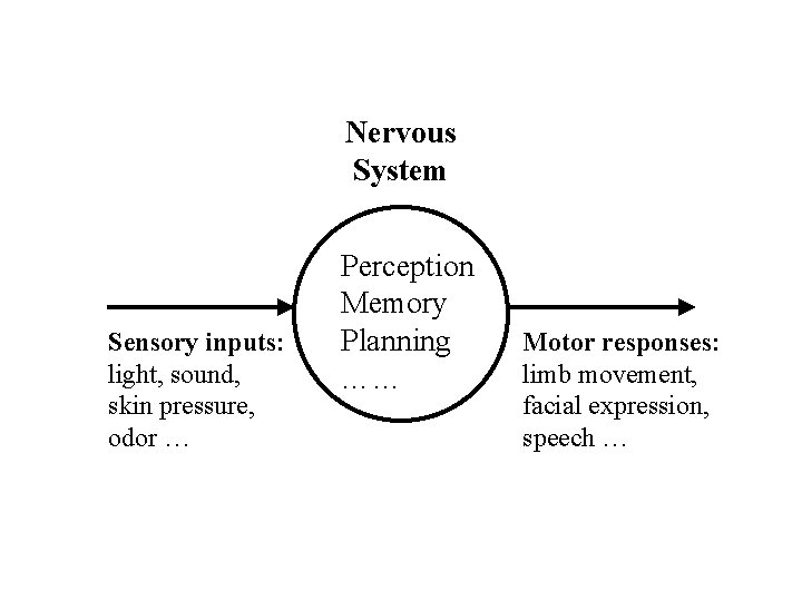 Nervous System Sensory inputs: light, sound, skin pressure, odor … Perception Memory Planning ……