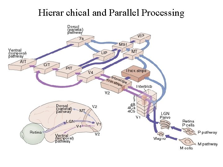Hierar chical and Parallel Processing 