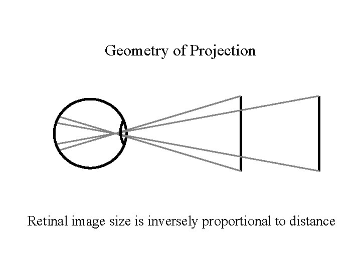 Geometry of Projection Retinal image size is inversely proportional to distance 