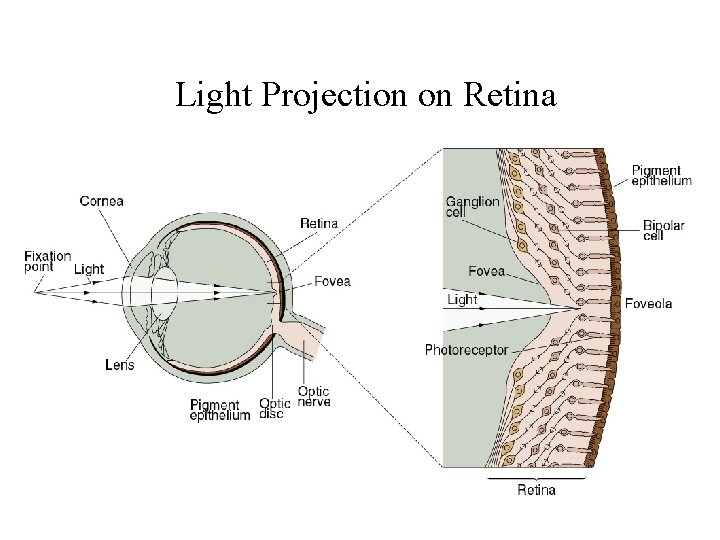 Light Projection on Retina 