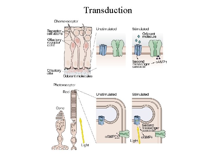 Transduction 