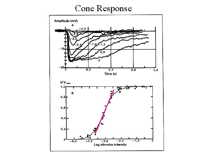 Cone Response 