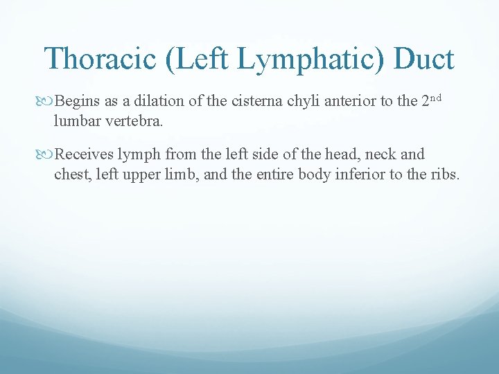 Thoracic (Left Lymphatic) Duct Begins as a dilation of the cisterna chyli anterior to Thoracic (Left Lymphatic) Duct Begins as a dilation of the cisterna chyli anterior to