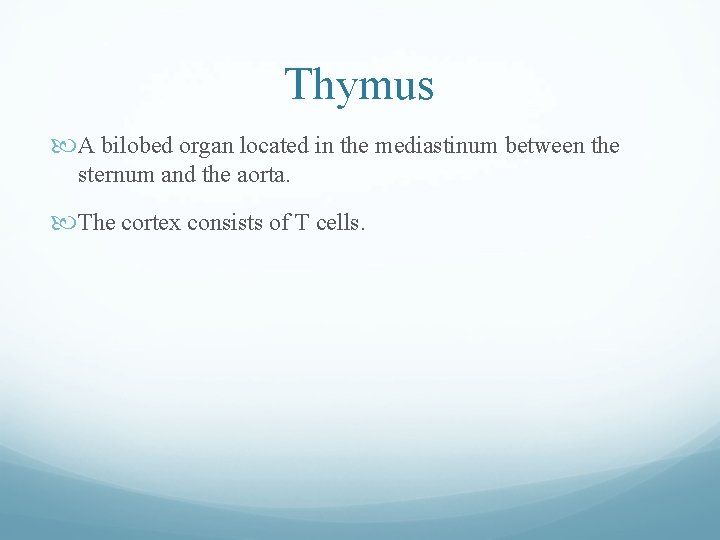 Thymus A bilobed organ located in the mediastinum between the sternum and the aorta. Thymus A bilobed organ located in the mediastinum between the sternum and the aorta.
