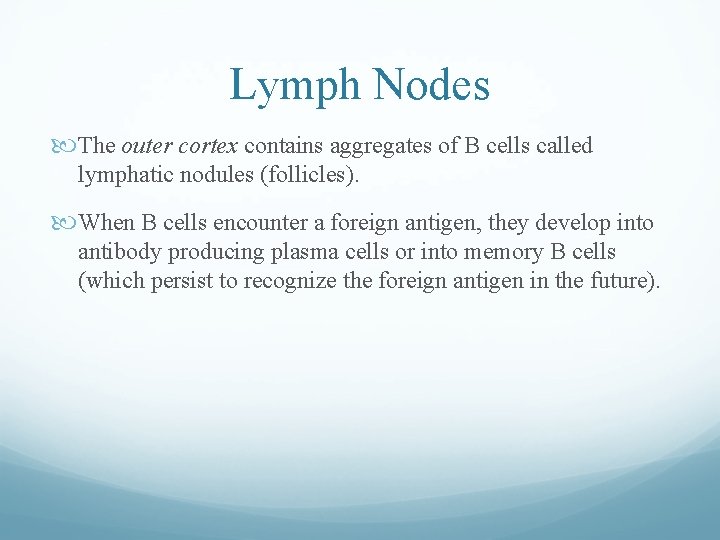 Lymph Nodes The outer cortex contains aggregates of B cells called lymphatic nodules (follicles). Lymph Nodes The outer cortex contains aggregates of B cells called lymphatic nodules (follicles).
