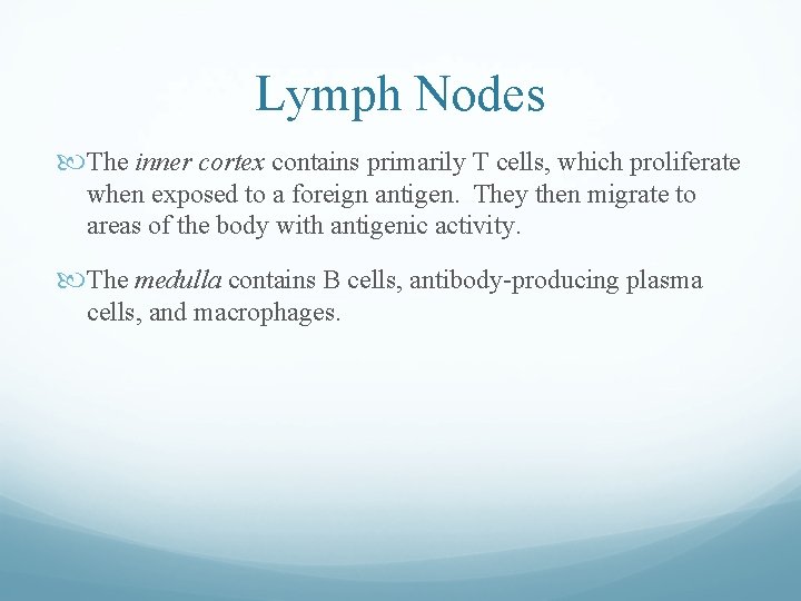 Lymph Nodes The inner cortex contains primarily T cells, which proliferate when exposed to Lymph Nodes The inner cortex contains primarily T cells, which proliferate when exposed to