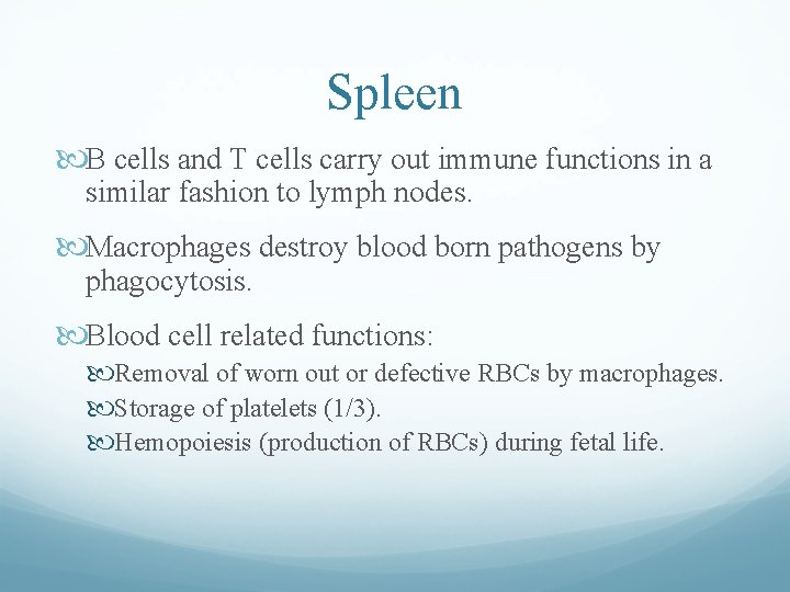 Spleen B cells and T cells carry out immune functions in a similar fashion Spleen B cells and T cells carry out immune functions in a similar fashion