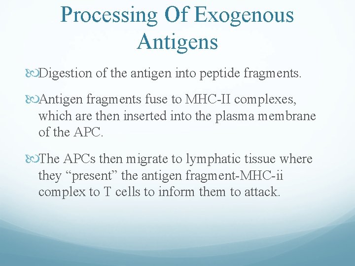 Processing Of Exogenous Antigens Digestion of the antigen into peptide fragments. Antigen fragments fuse Processing Of Exogenous Antigens Digestion of the antigen into peptide fragments. Antigen fragments fuse