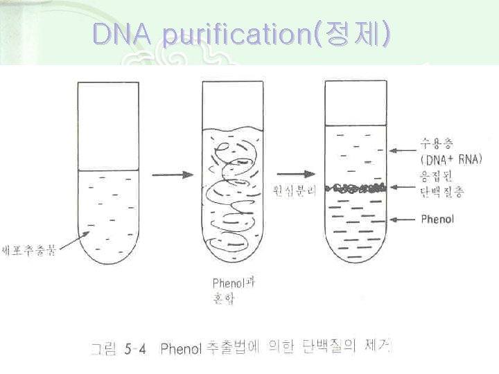 DNA purification(정제) 