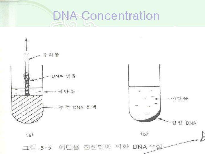 DNA Concentration 