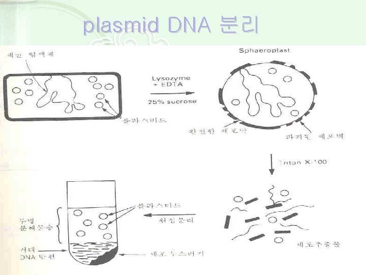 plasmid DNA 분리 