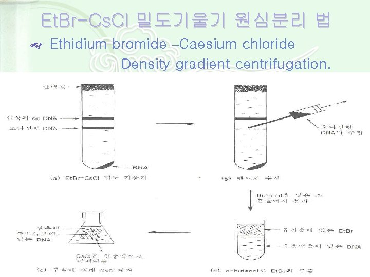 Et. Br-Cs. Cl 밀도기울기 원심분리 법 Ethidium bromide –Caesium chloride Density gradient centrifugation. 