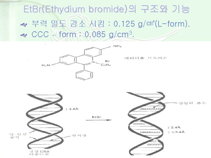 Et. Br(Ethydium bromide)의 구조와 기능 부력 밀도 감소 시킴 : 0. 125 g/㎤(L-form). CCC