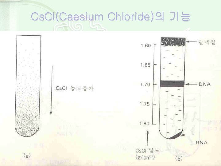 Cs. Cl(Caesium Chloride)의 기능 
