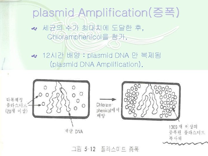 plasmid Amplification(증폭) 세균의 수가 최대치에 도달한 후, Chloramphenicol을 첨가. 12시간 배양 : plasmid DNA
