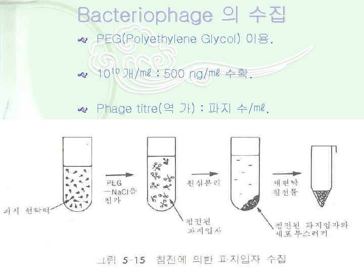 Bacteriophage 의 수집 PEG(Polyethylene Glycol) 이용. 1010 개/㎖ : 500 ng/㎖ 수확. Phage titre(역