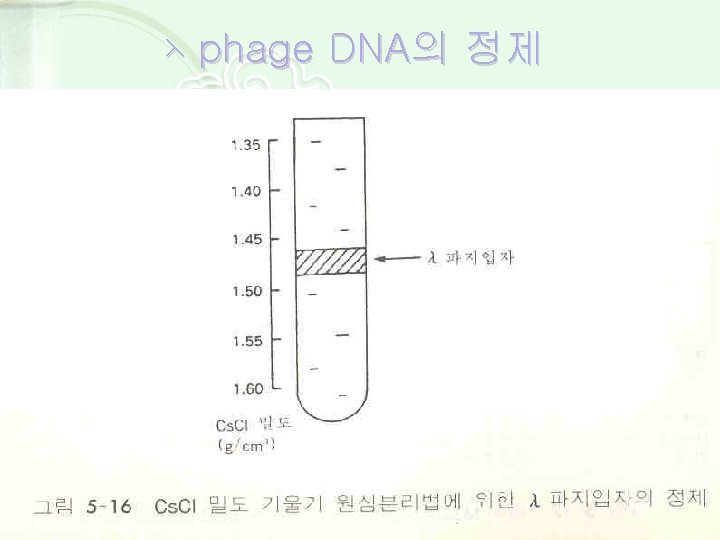 ⋋ phage DNA의 정제 