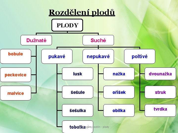 Rozdělení plodů PLODY Dužnaté bobule Suché pukavé nepukavé poltivé peckovice lusk nažka dvounažka malvice Rozdělení plodů PLODY Dužnaté bobule Suché pukavé nepukavé poltivé peckovice lusk nažka dvounažka malvice