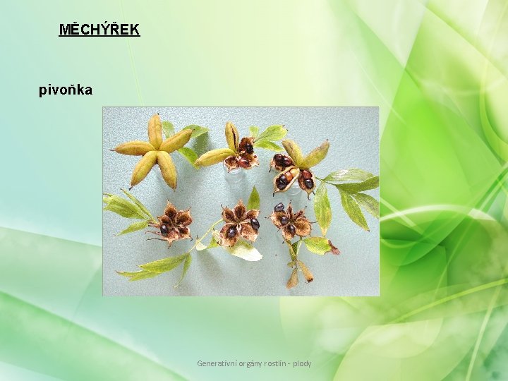 MĚCHÝŘEK pivoňka Generativní orgány rostlin - plody MĚCHÝŘEK pivoňka Generativní orgány rostlin - plody