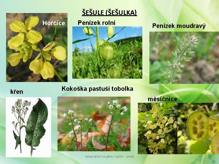 ŠEŠULE (ŠEŠULKA) Hořčice křen Penízek rolní Penízek moudravý Kokoška pastuší tobolka měsíčnice Generativní orgány ŠEŠULE (ŠEŠULKA) Hořčice křen Penízek rolní Penízek moudravý Kokoška pastuší tobolka měsíčnice Generativní orgány